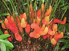 078 Cairns Botanic Gardens